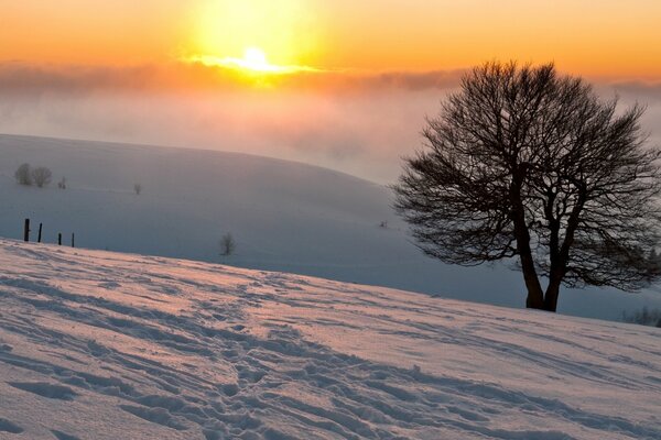 Mgła zimą i słońce na łonie natury