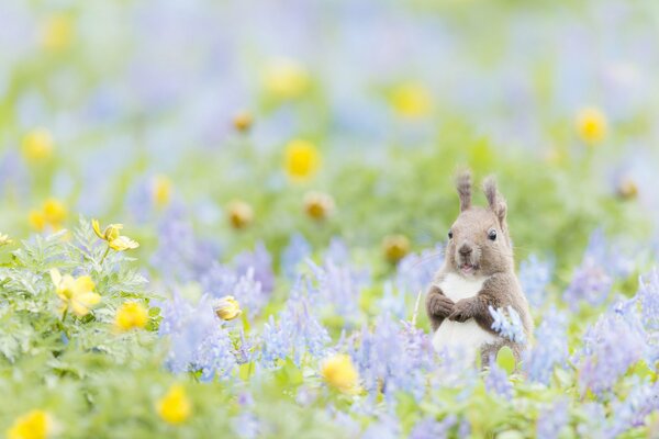 Écureuil sur un champ de fleurs