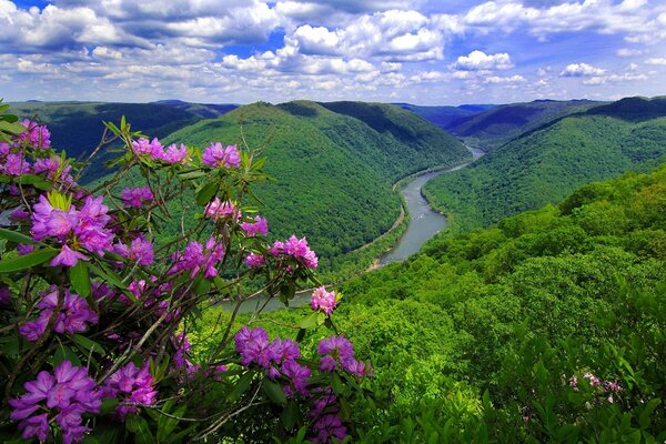 Fleurs sur fond de montagnes. paysage
