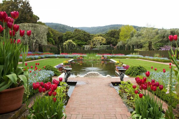 Tulipano rosso nel giardino di design