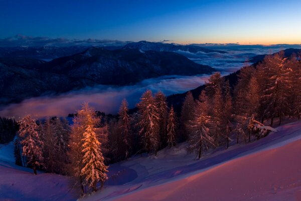 Forêt magique dans les montagnes enneigées