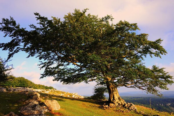 A lonely tree on a mountain against a blue sky