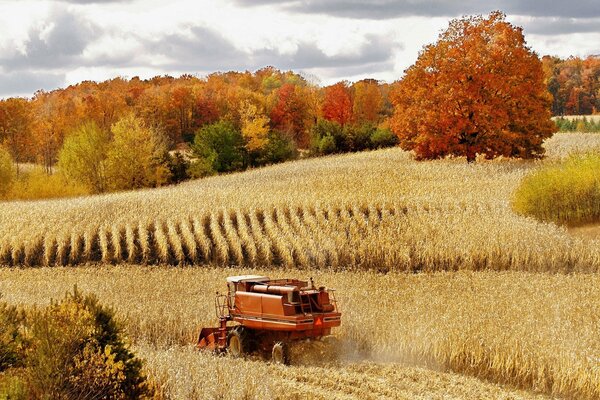 Cosechadora cosecha trigo cerca del bosque de otoño