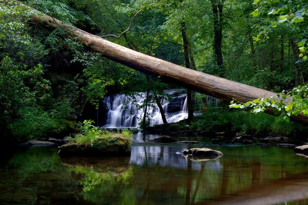 Árbol caído en el fondo de una cascada en el bosque