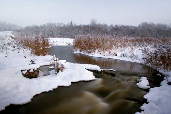 Dried reeds along a frozen river