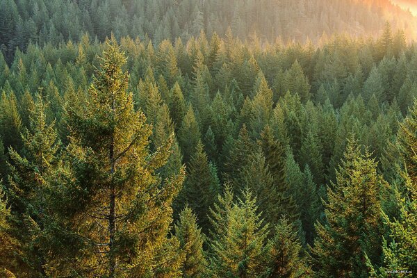 Endlose grüne Taiga vor dem Hintergrund der aufgehenden Sonne