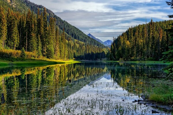 Ein Bergfluss, der mit Gras bewachsen ist und von hohen Wäldern von allen Seiten umgeben ist