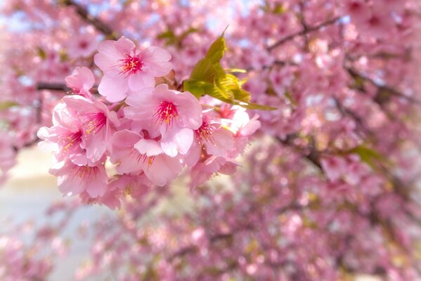 Bild einer blühenden rosa Kirschblüte, Blumen auf Zweigen