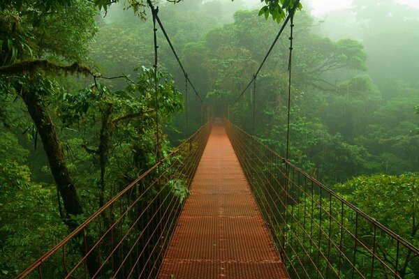 Ponte in boschetti verdi nebbiosi