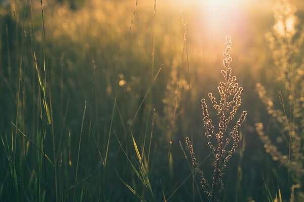 Summer nature with green grass