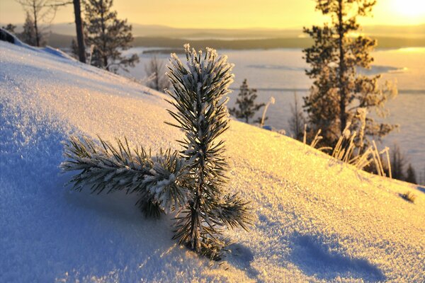 A small pine tree at sunset in the snow