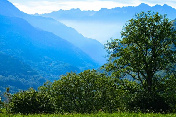 Green trees at the foot