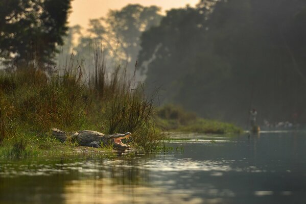 Park Narodowy Chitwan, Krokodyl na rzece
