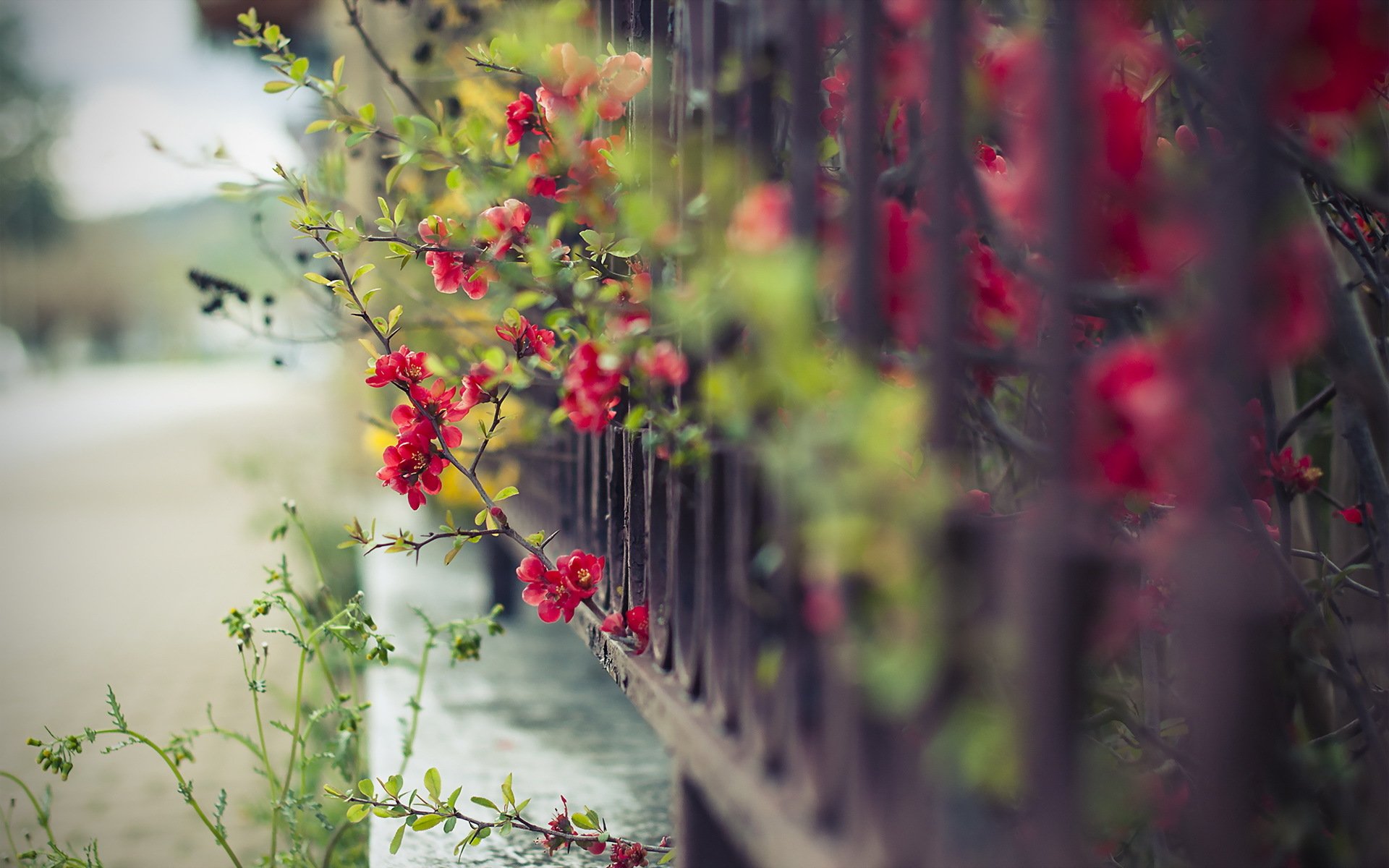 clôture fleurs rue