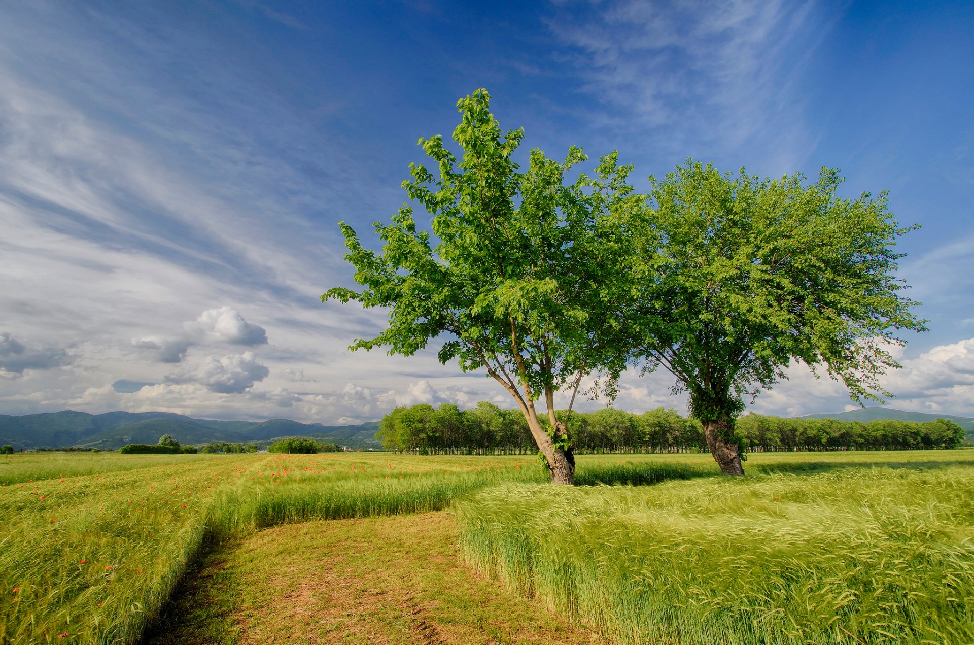 nature italie printemps champ champs arbres ciel