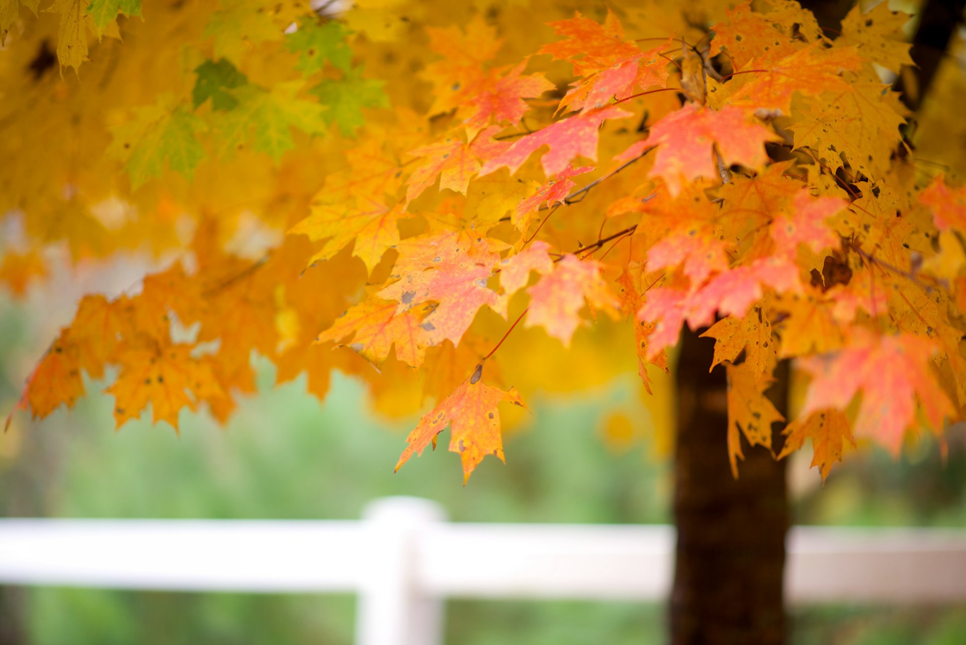 albero acero rami foglie autunno