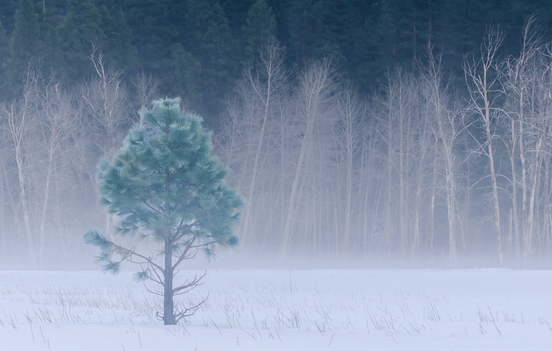 yosemite national park usa kalifornien winter wiese schnee wald bäume yosemite nationalpark winter lichtung nebel