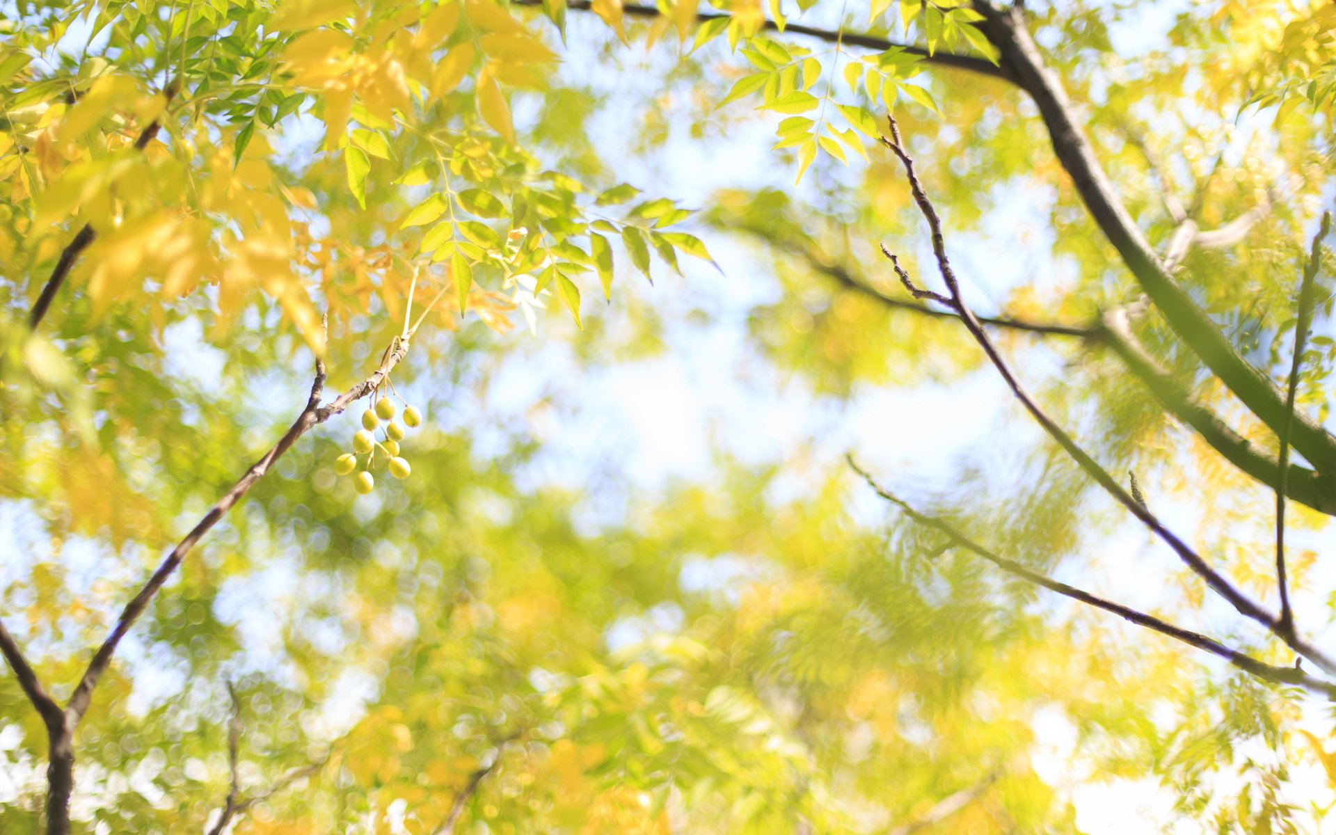 nature arbre branches feuilles fruits jaune ensoleillé