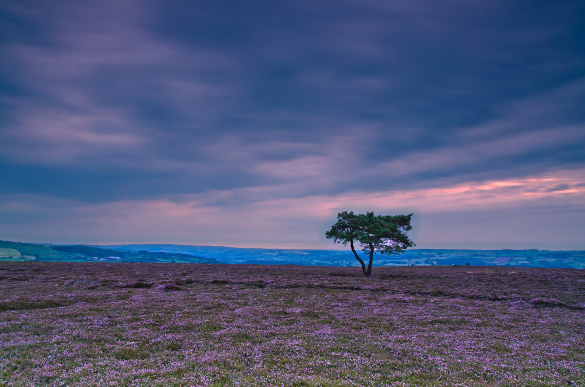 natura paesaggio albero albero foglie volantini verde cielo nuvole sfondo carta da parati widescreen schermo intero widescreen widescreen