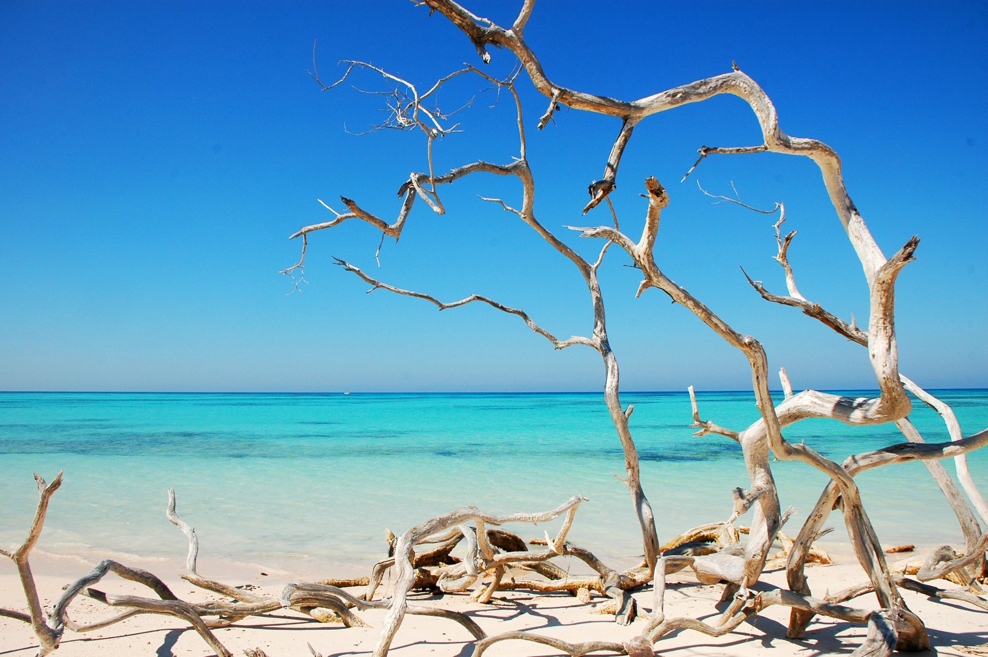 cuba mare costa oceano alberi secco curve soleggiato