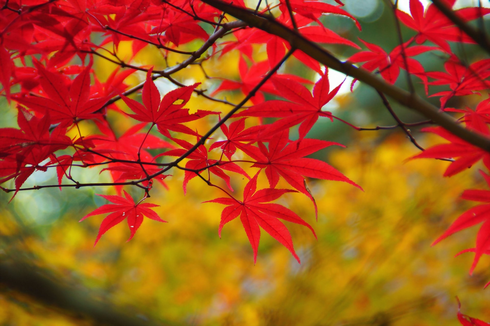 maple leaves autumn red branch