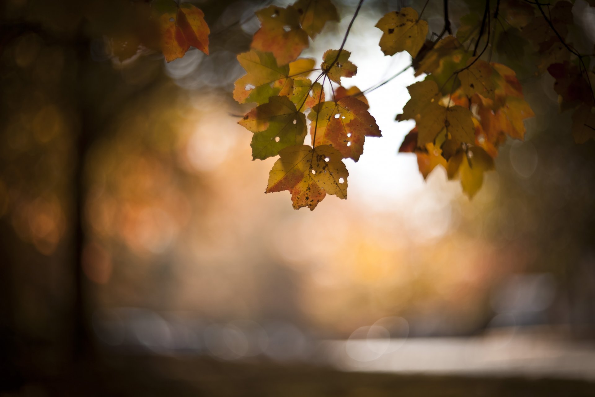 zweig blätter herbst hintergrund