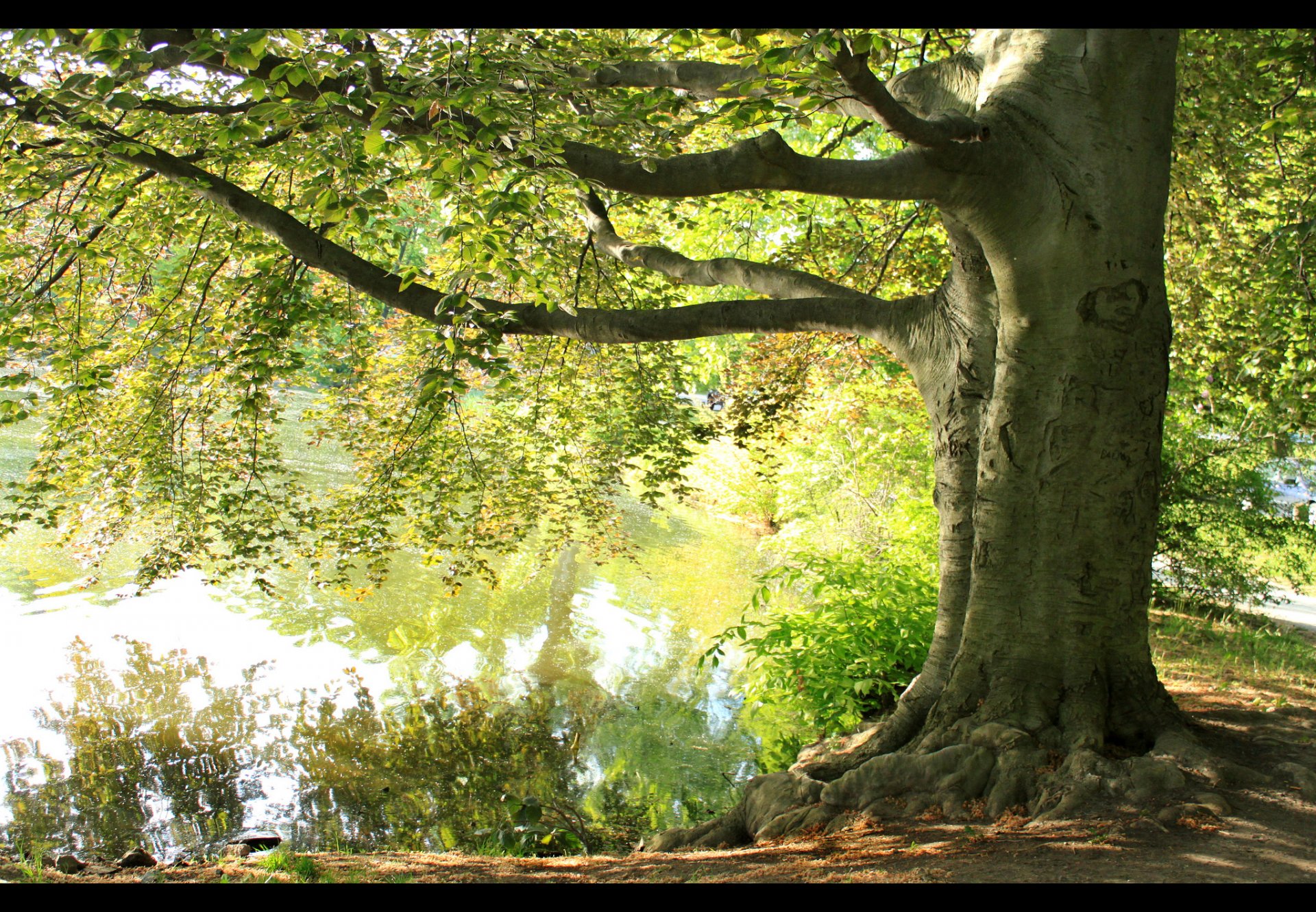 albero rami lago estate