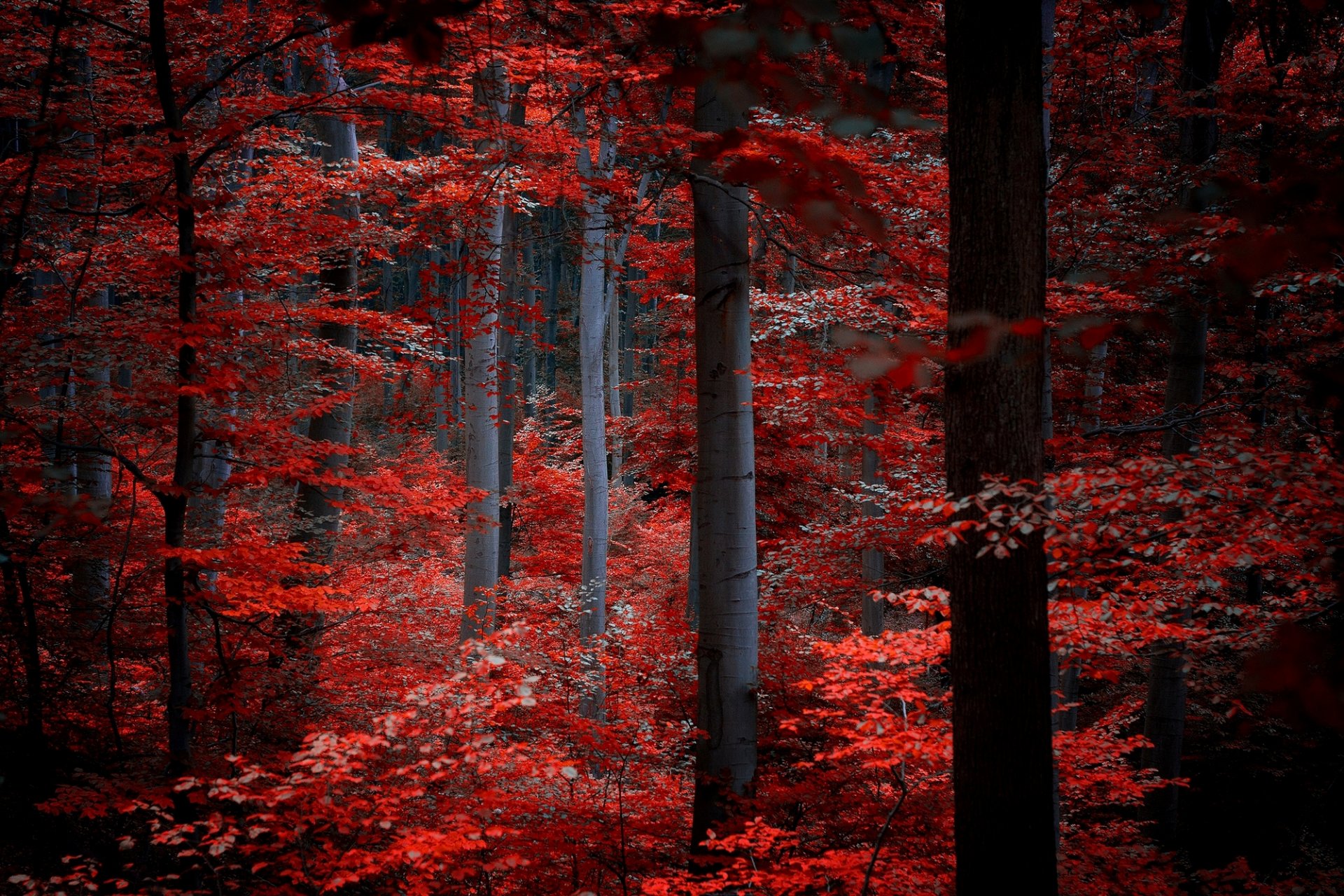 wald bäume blätter purpurrot weinrot rot natur herbst