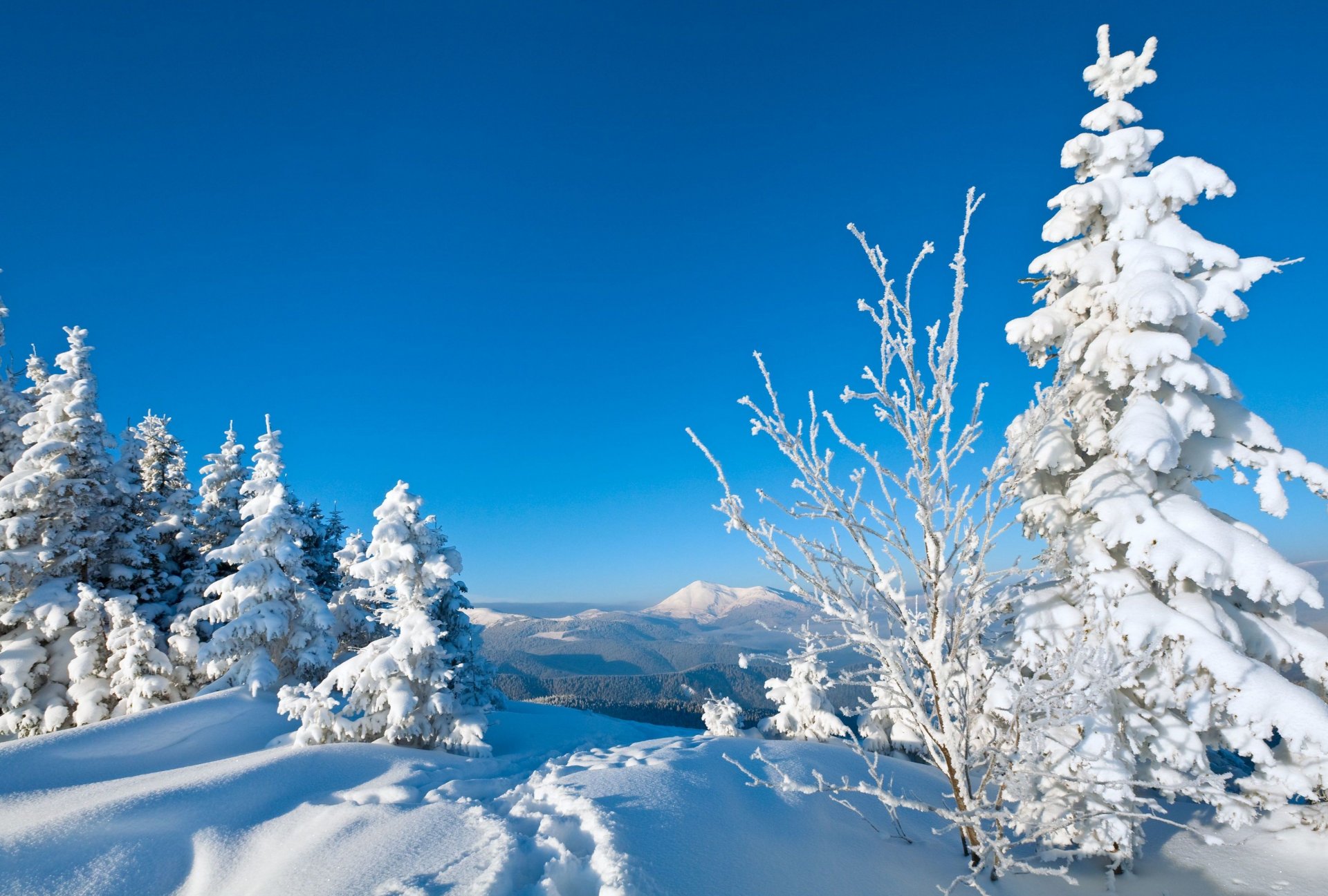 natura zima śnieg choinki drzewo drzewa ślady winte tło tapeta panoramiczny pełny ekran panoramiczny