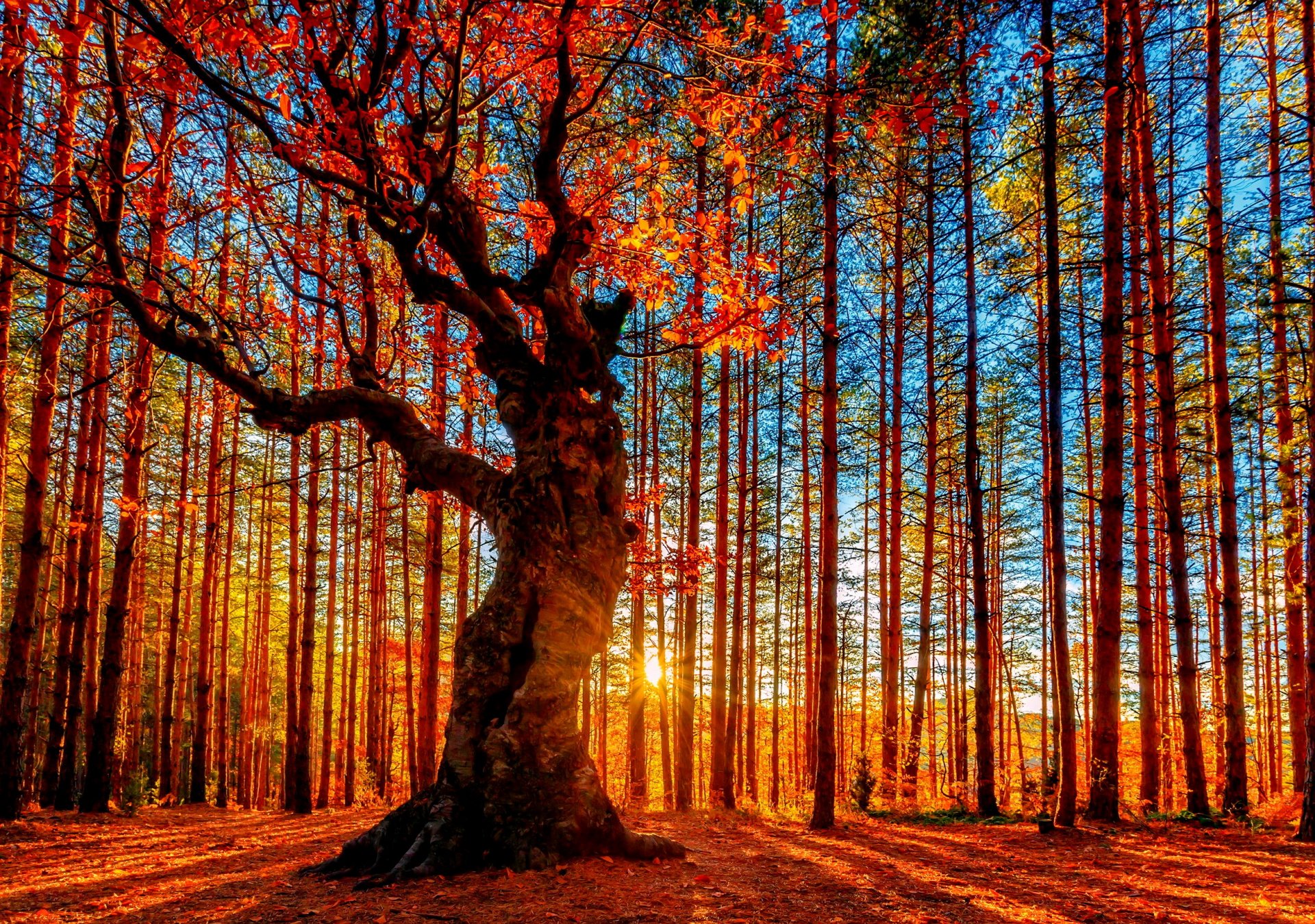 wald herbst bäume laub himmel sonne