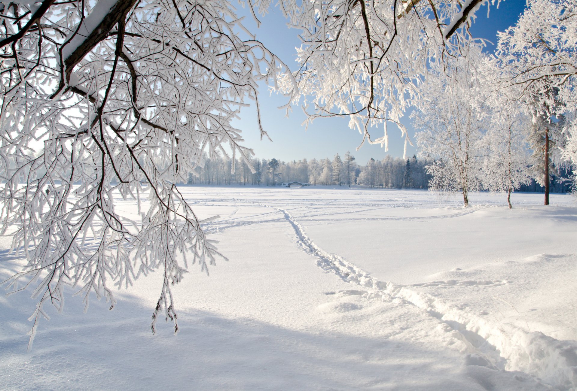 albero piangente inverno ghiaccio paesaggio natura alberi piangenti inverno