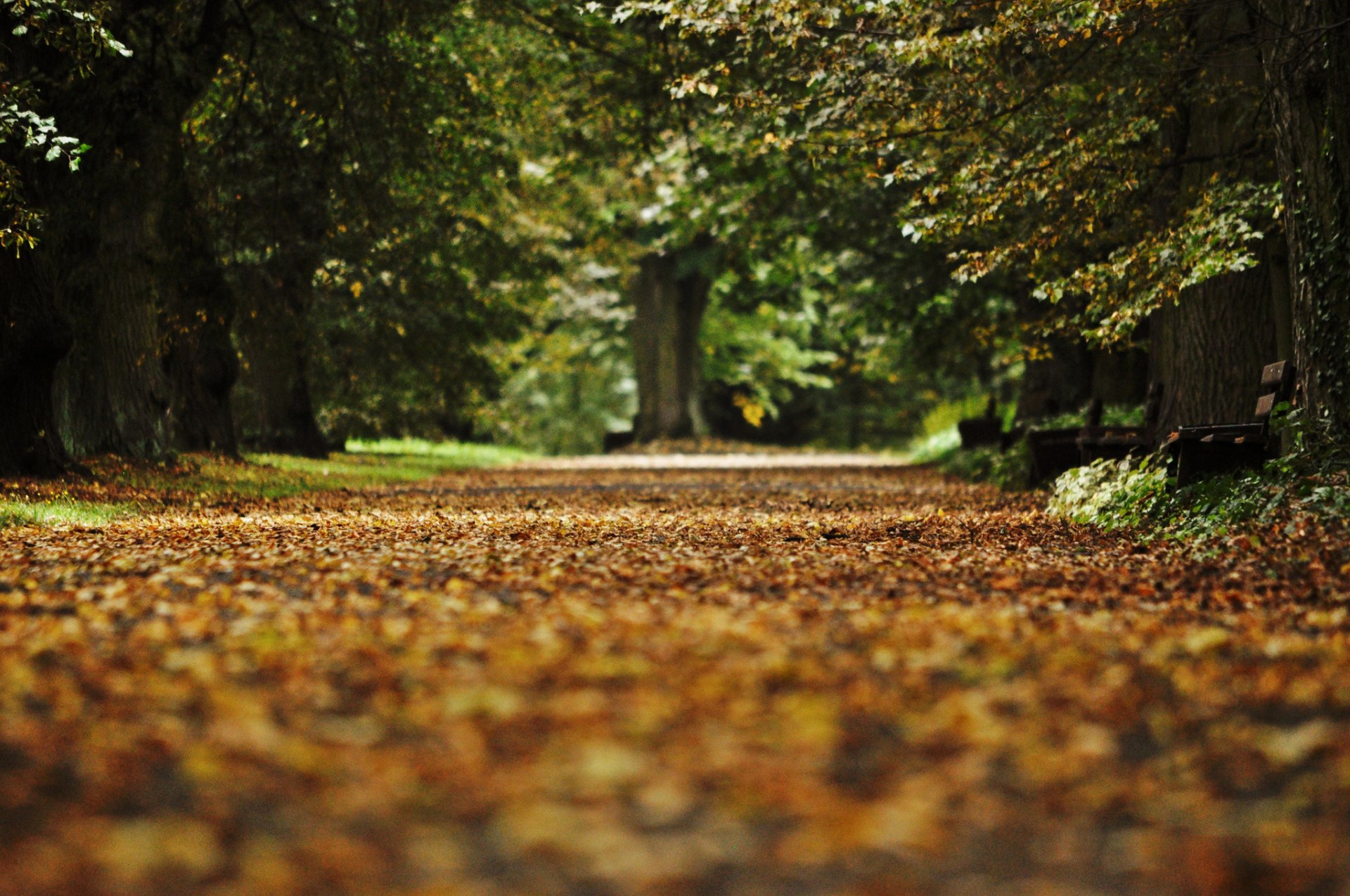 herbst park gasse bank blätter gefallene