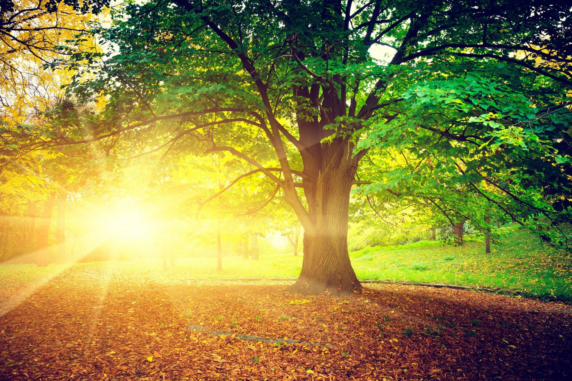 natura albero alberi foglie volantini sole raggi luminoso autunno giorno treem foglie sfondo carta da parati widescreen a schermo intero widescreen widescreen