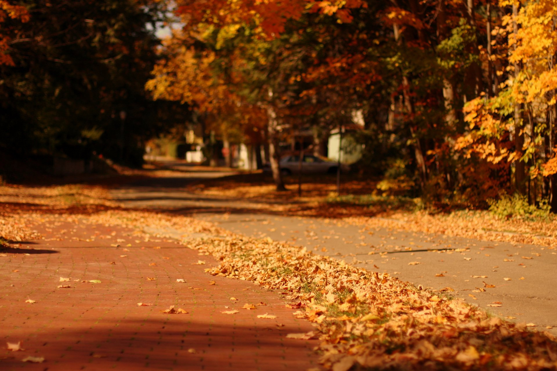 makro natur blätter blätter gelb bäume baum herbst laubfall stadt straße gehweg unschärfe hintergrund tapete widescreen vollbild widescreen widescreen