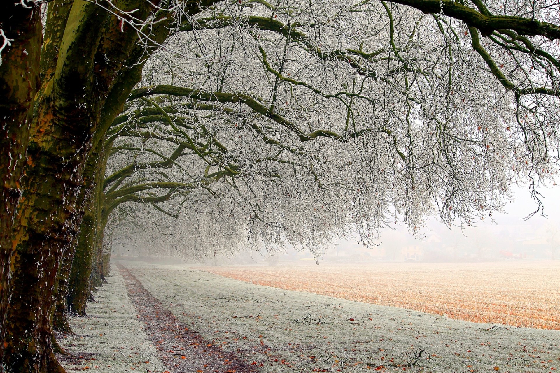 natura campo rami gelo foresta alberi percorso neve inverno bianco paesaggio bello inverno bianco fresco bello gelo