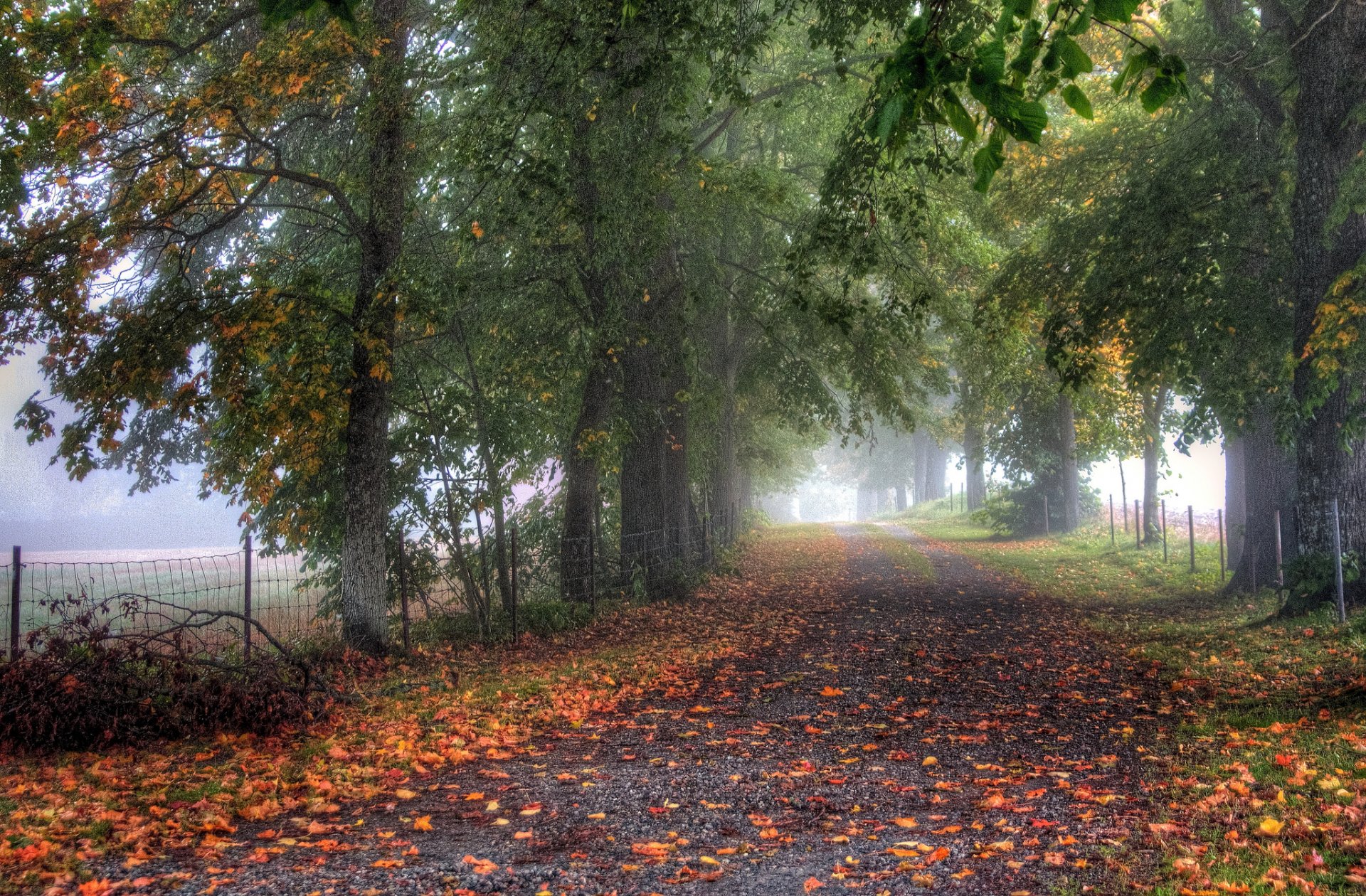 straße zaun bäume gasse nebel herbst