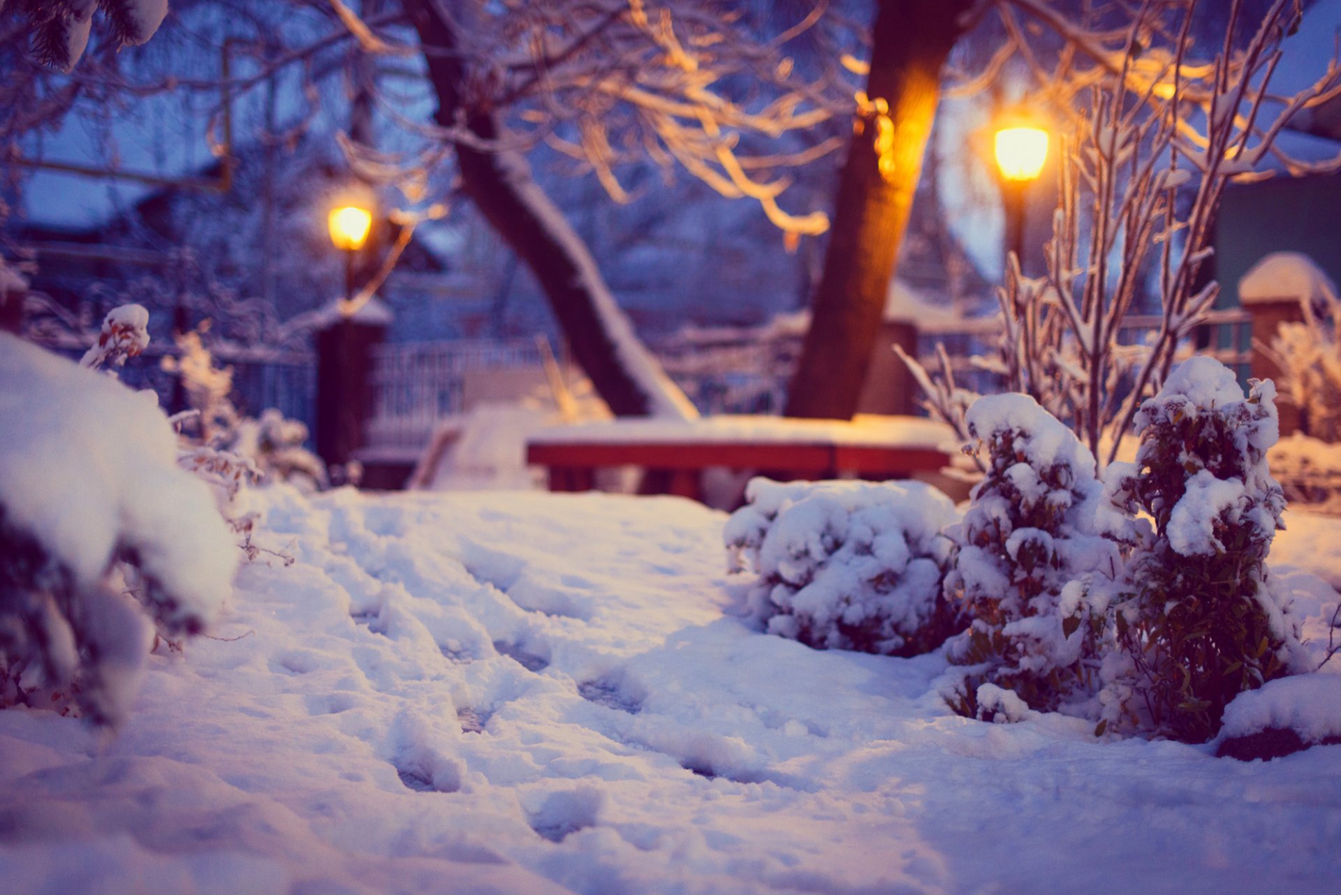 winter schnee hof spuren büsche bäume geschäft lichter beleuchtung natur