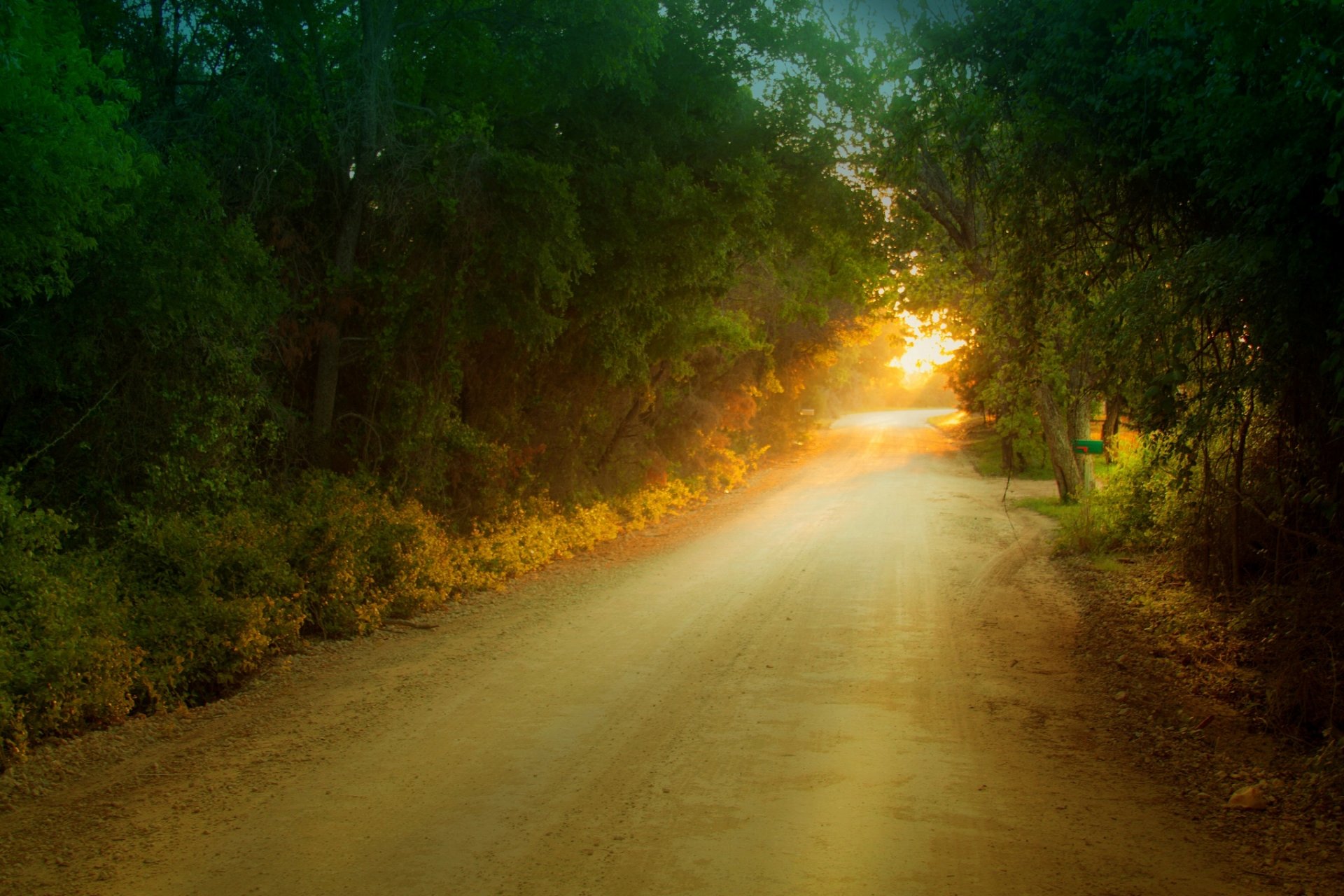 natura albero alberi foglie volantini fogliame sentiero sentiero mattina sfondo carta da parati widescreen schermo intero widescreen widescreen