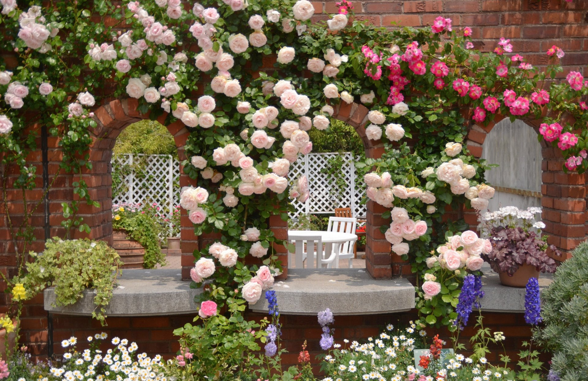 jardin roses marguerites fleurs