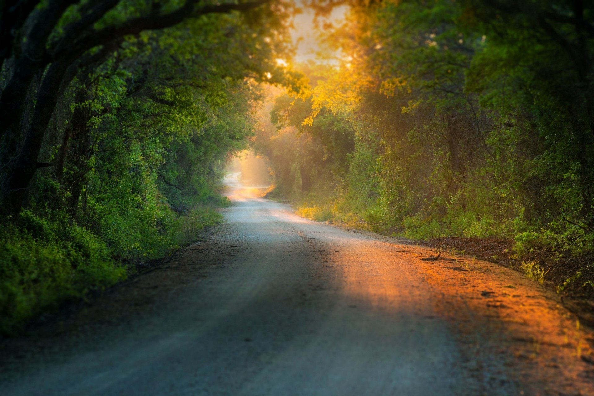 nature tree trees leaves leaves foliage green path path background flowers flowers fence fence house sky clouds wallpaper widescreen fullscreen widescreen hd shaft