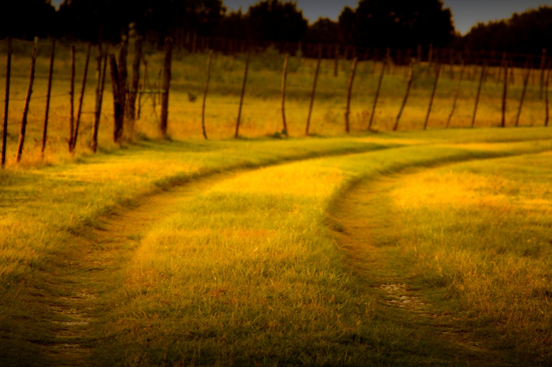 nature fence gate fence fencing greenery grass path path macro background wallpaper widescreen fullscreen widescreen widescreen