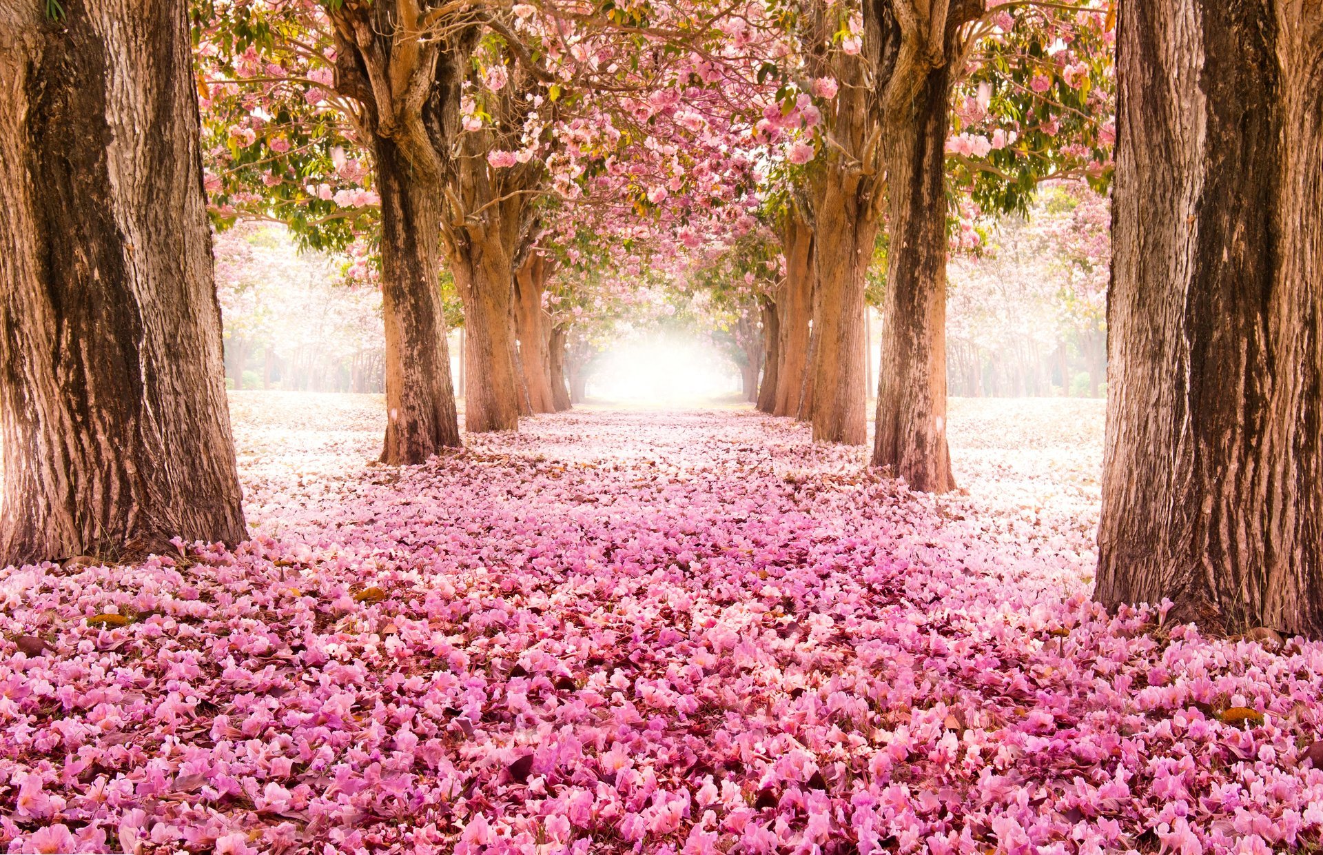 park alley road sakura bloom tree flower pink nature