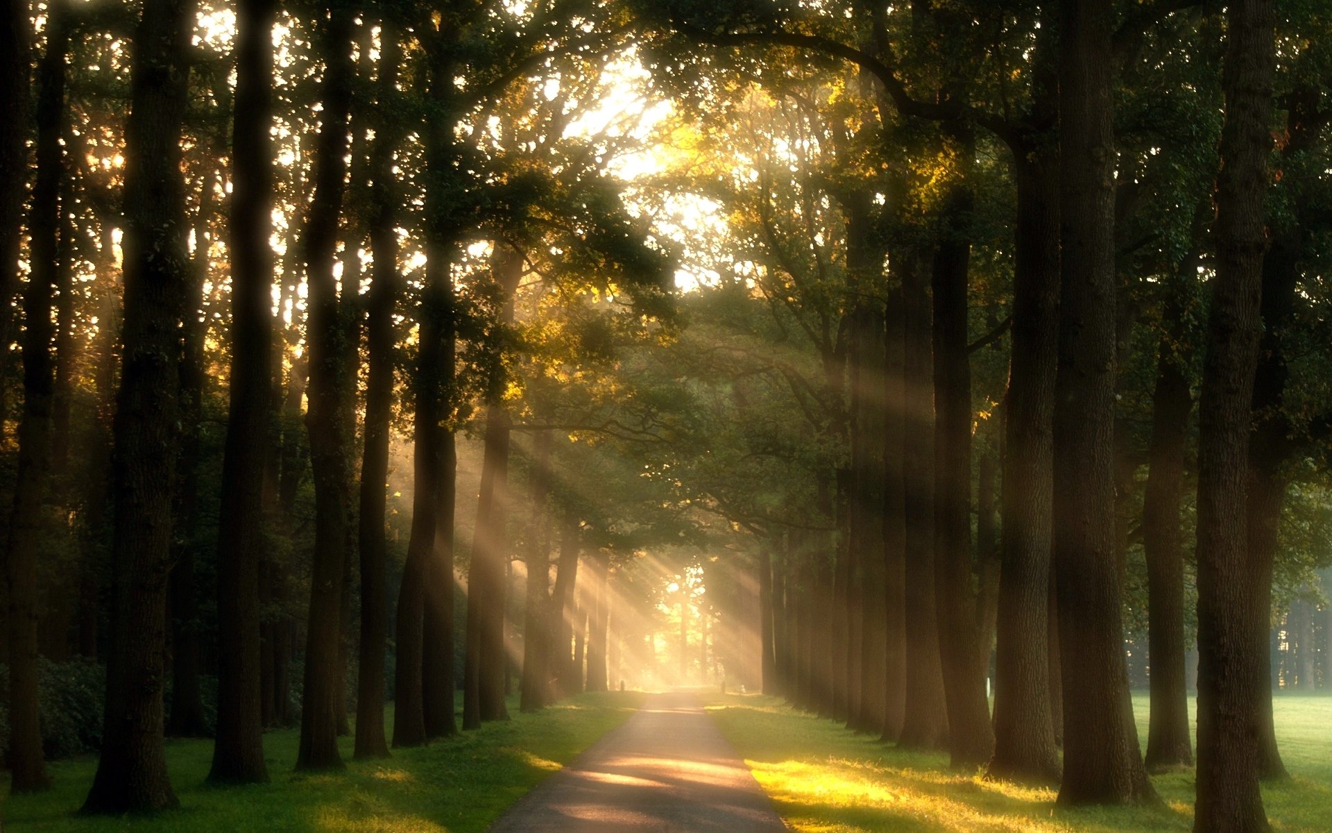 natura alberi sentiero sentiero verde prato erba giorno sole raggi sfondo carta da parati widescreen schermo intero widescreen widescreen