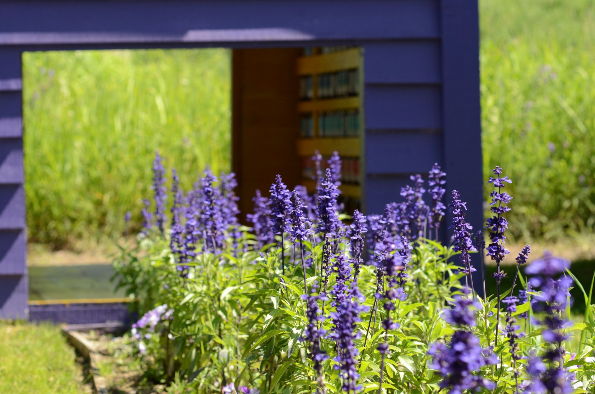 sommer garten lavendel flieder blumen gras unschärfe