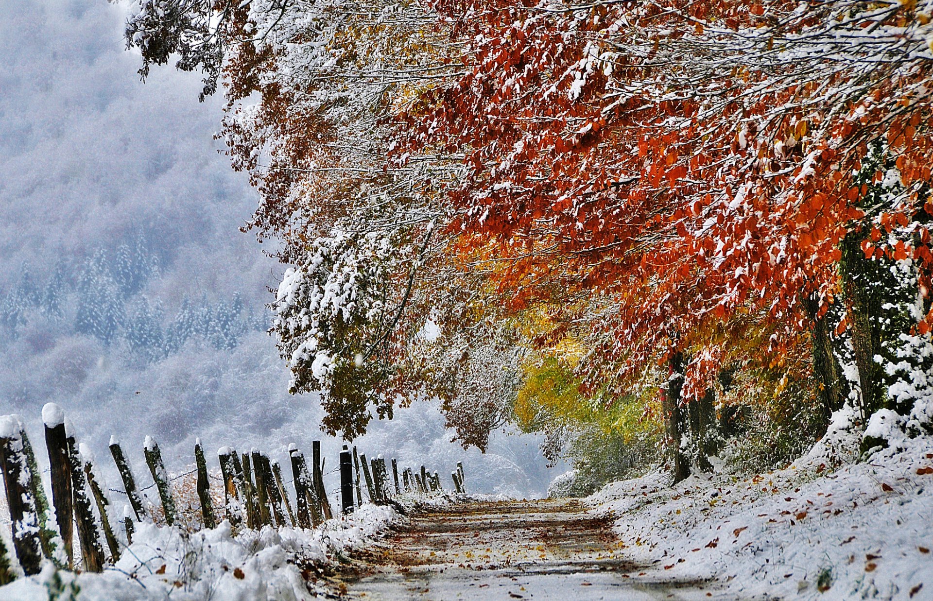 nature france autumn november snow