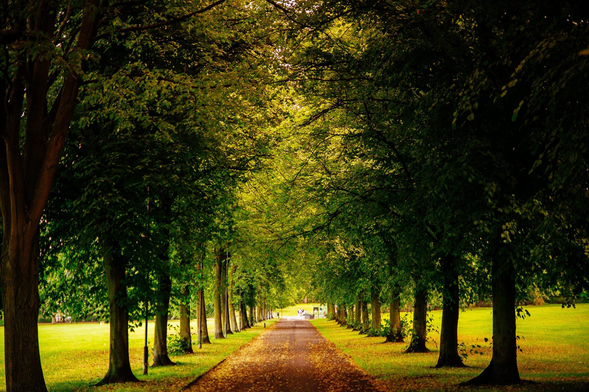 sheffield inghilterra regno unito parco strada vicolo foglie giallo caduto alberi verde