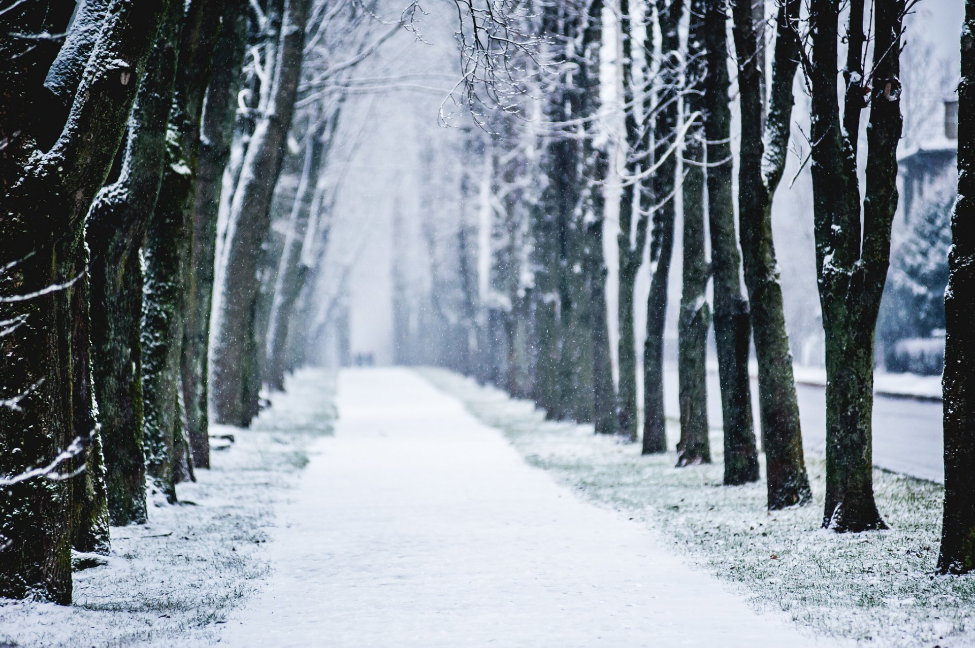 ciudad invierno alea árboles nieve