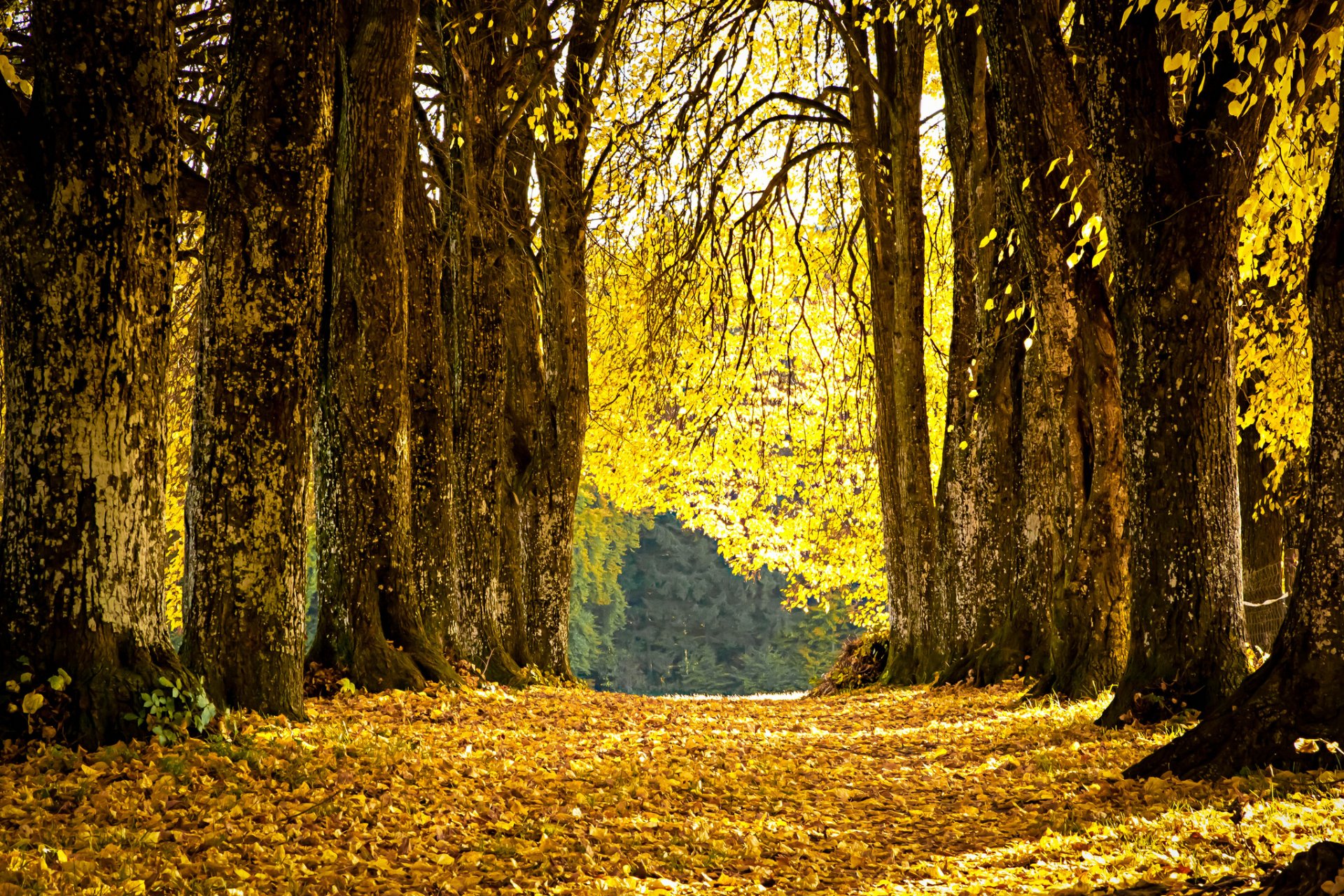 parco vicolo foglie cadute gialle autunno