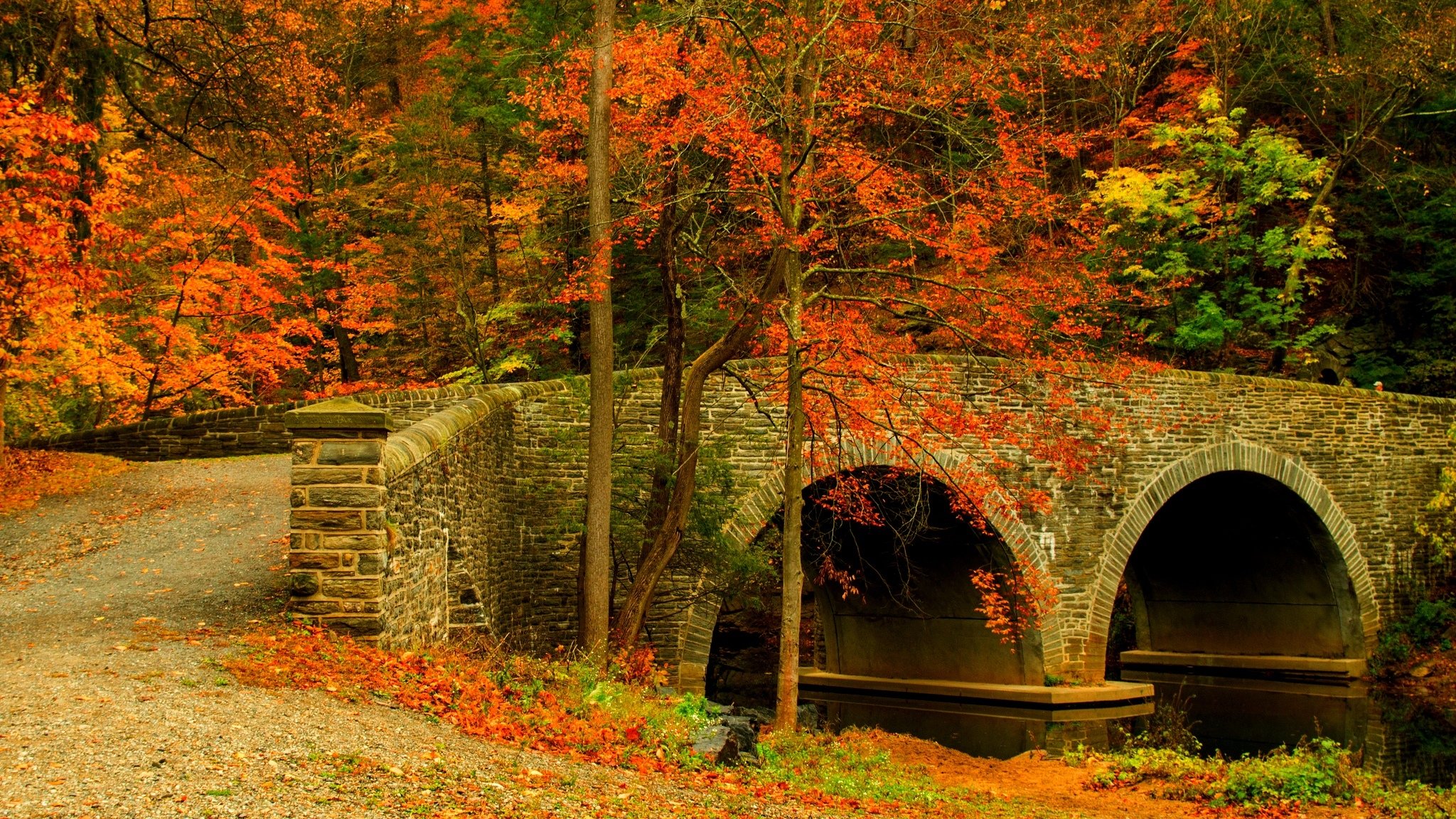 natur wald park bäume brücke blätter bunt straße herbst herbst farben zu fuß