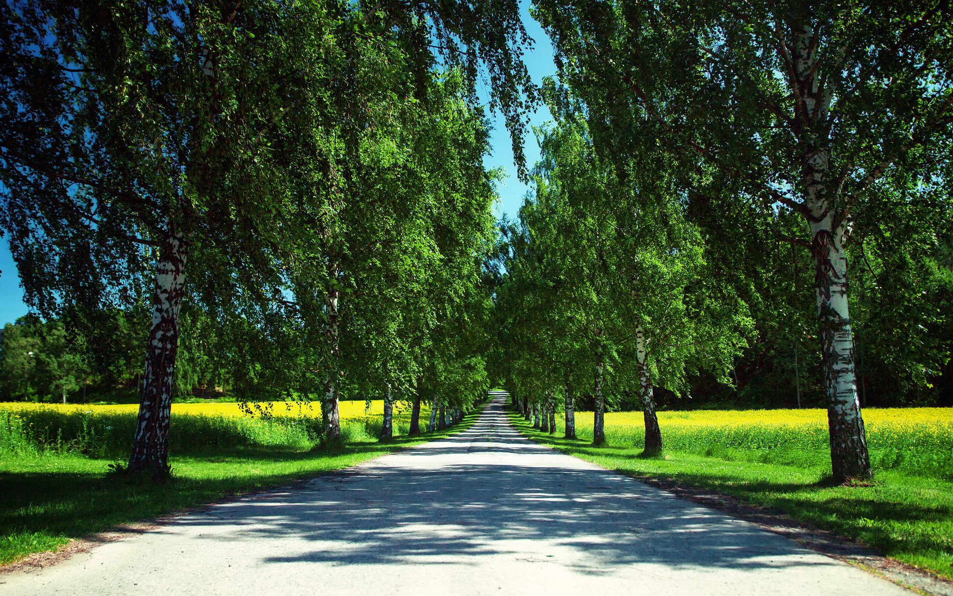 noruega naturaleza verano carretera campos colza árboles sombras cielo